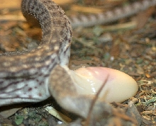 desert iguana laying her 5th egg