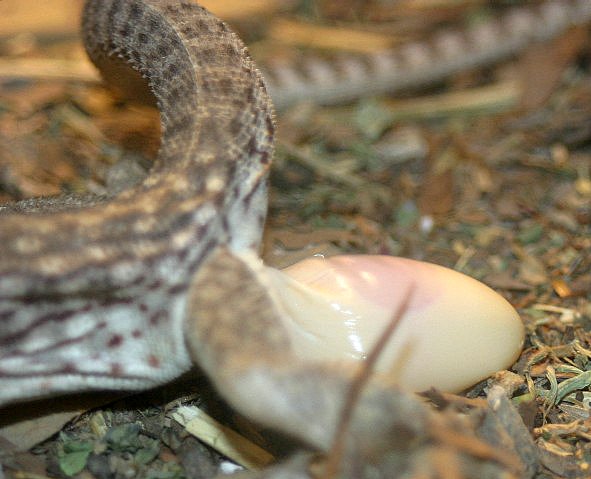 desert iguana laying her 5th egg