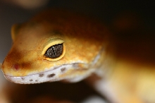 Leopard Gecko