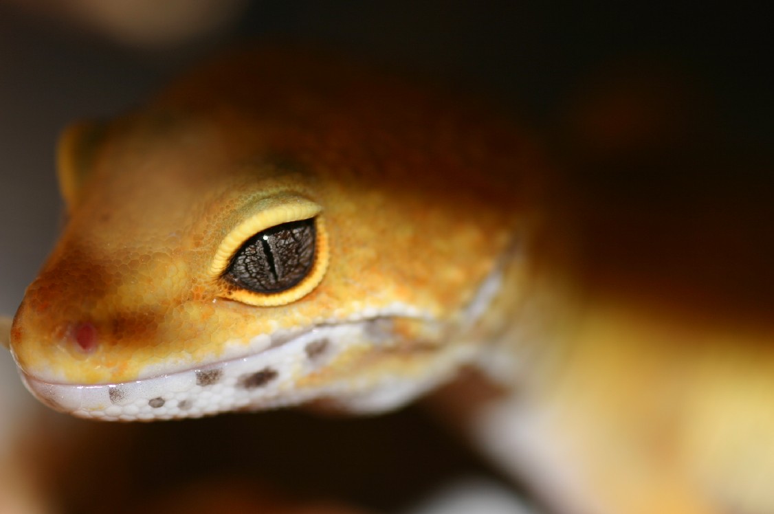 Leopard Gecko