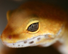 Leopard Gecko