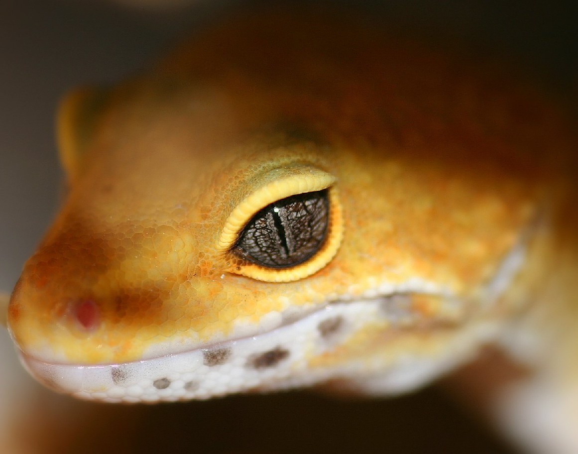 Leopard Gecko