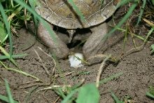 Box Turtle Laying