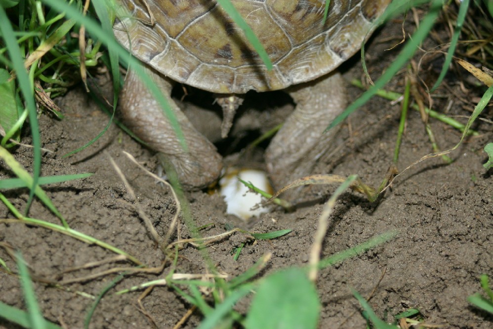 Box Turtle Laying