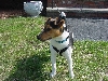 My New Rescue Remy.