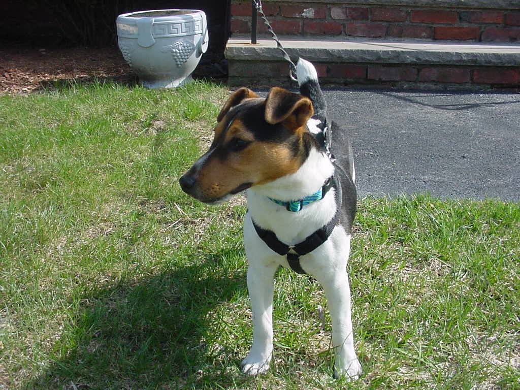 My New Rescue Remy.
