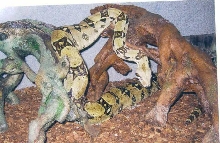 my 1st Boa