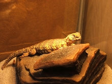 fatty