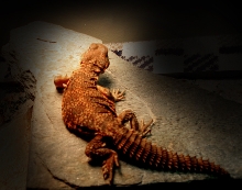 *My newB, Hotsauce*