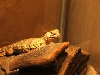 fatty ornate 2