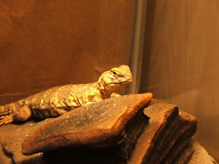 fatty ornate 2