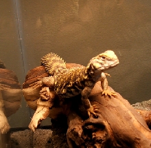 fatty