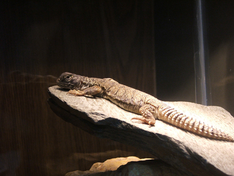 profile