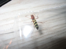 What kind of insect?
