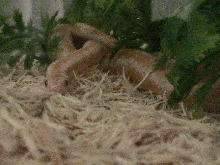 Dre Chillin