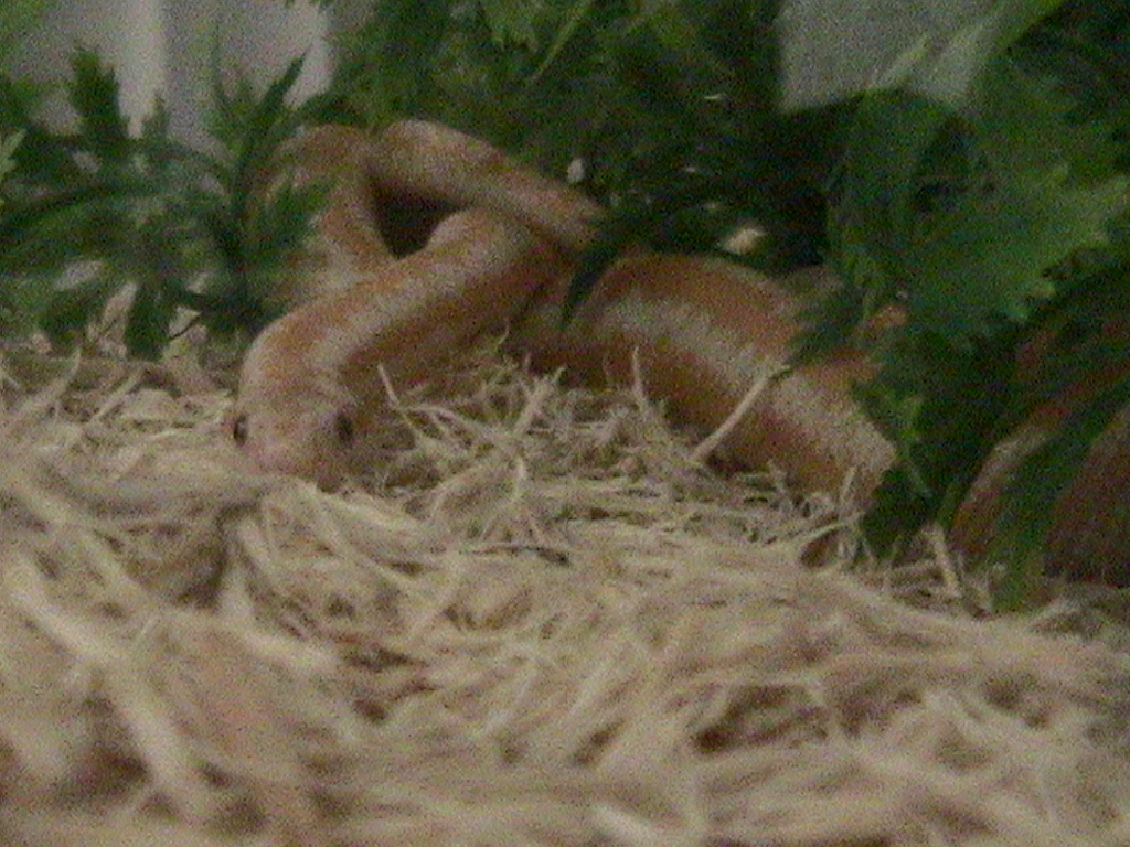 Dre Chillin