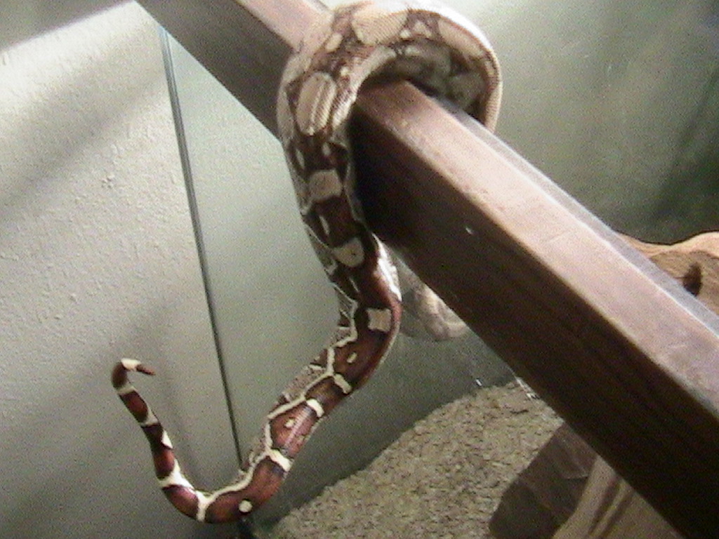 The Tail