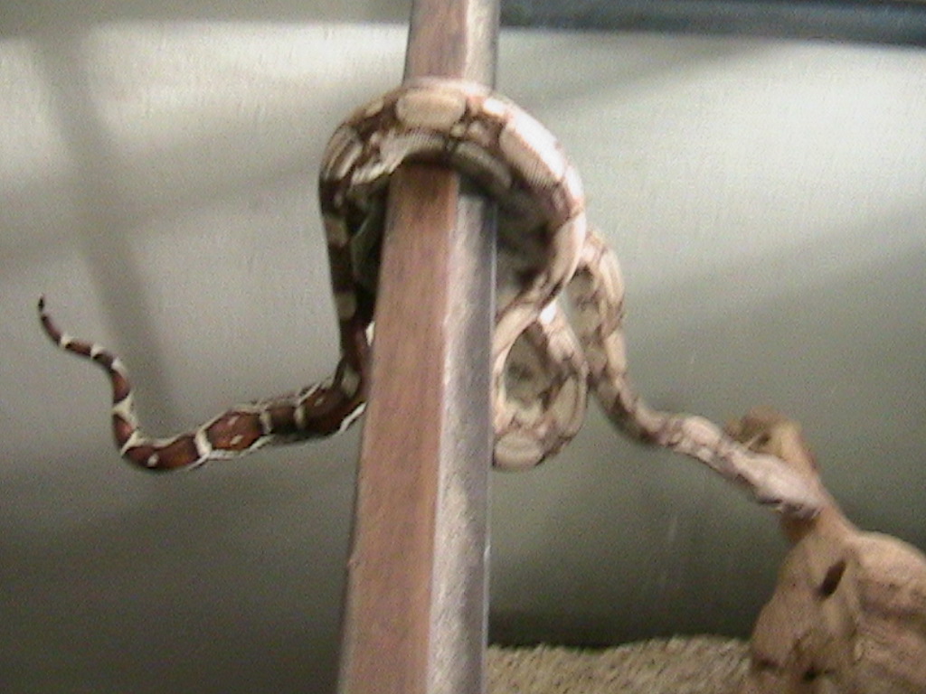 Najee