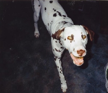 Our Dog Sparky