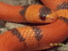 Male Hypo Honduran