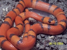 Male VP Hypo Honduran