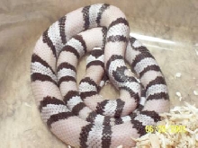 Female Ghost Honduran
