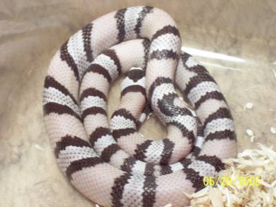 Female Ghost Honduran