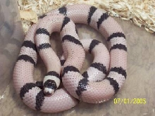 "Fatty" Male Ghost Honduran