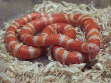 Male Albino Honduran