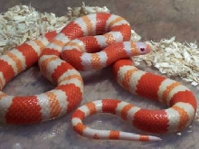 Female Albino Tang. Honduran