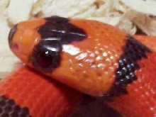 Male Hypo Honduran, neat head pattern