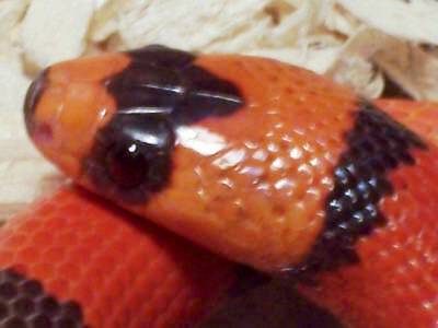 Male Hypo Honduran, neat head pattern