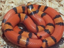 Female Hypo (Van.) 66%  Het  Anery