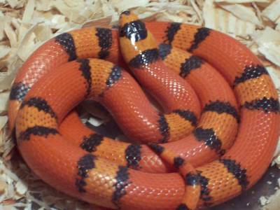 Female Hypo (Van.) 66%  Het  Anery