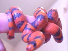 Mellow Male Hypo (van.) Honduran