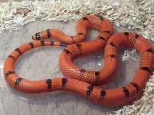 Male VP Hypo Honduran Het Anery