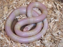 Male Snow Honduran