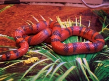 Tangerine Hypo Honduran
