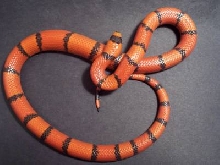 Female Hypo Honduran (wide band tangerine)