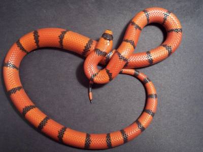 Female Hypo Honduran (wide band tangerine)