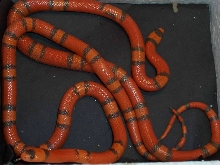 Hypo Honduran Pair