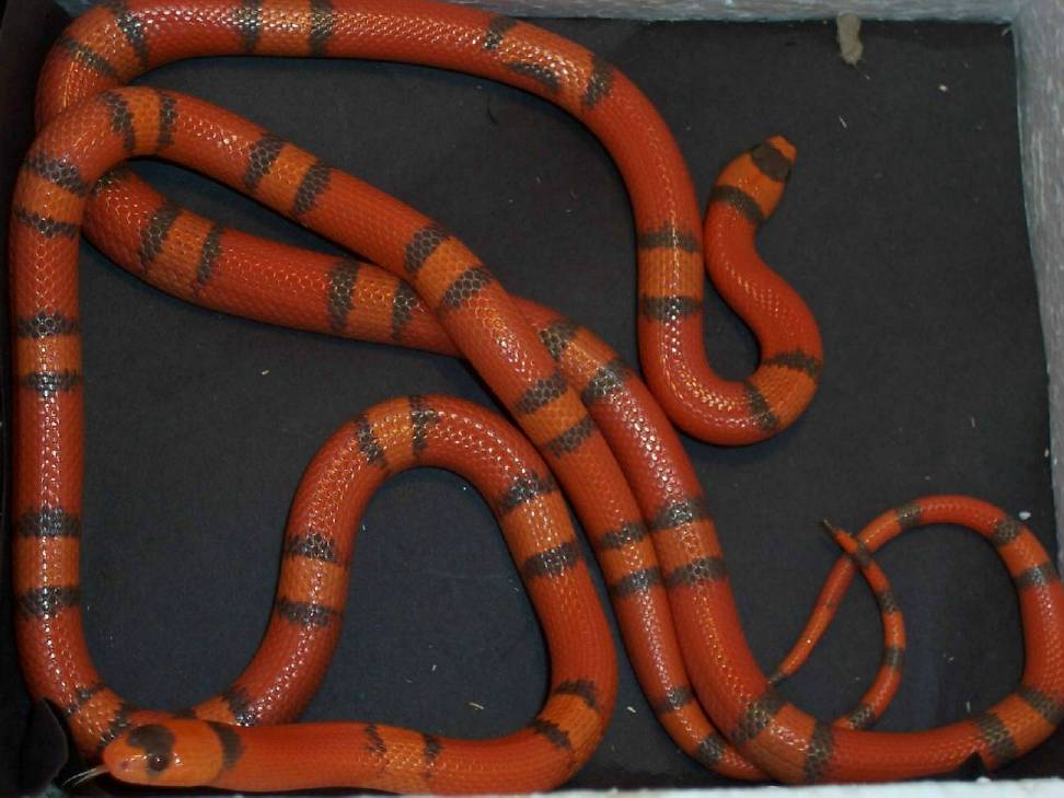 Hypo Honduran Pair