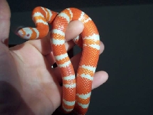 Albino Tangerine Honduran male