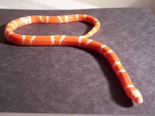 Female Tangerine Albino Honduran