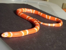 Female Tangerine Albino Honduran