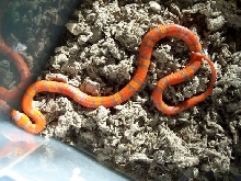 Male Extreme Hypo  66% chance het Anery