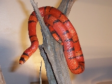 Female Hypo Honduran