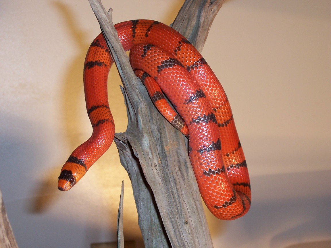 Female Hypo Honduran