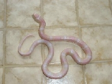 Female Snow Honduran
