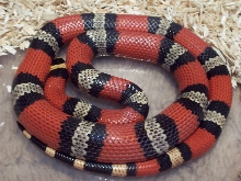Tri-color  Hondo  double het for hypo and anery